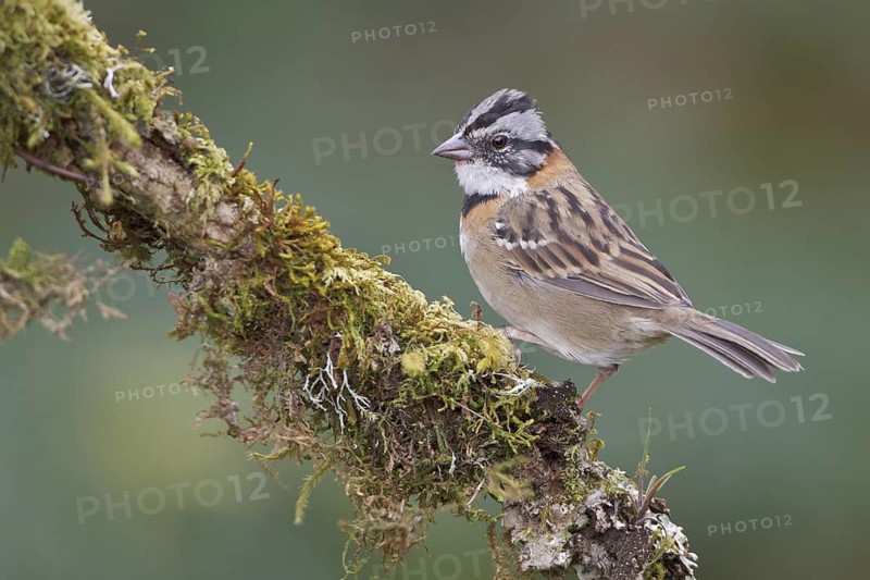 Rufous-collared Sparrow (Zonotrichia capensis) perched on a branch in Costa Rica, Central America