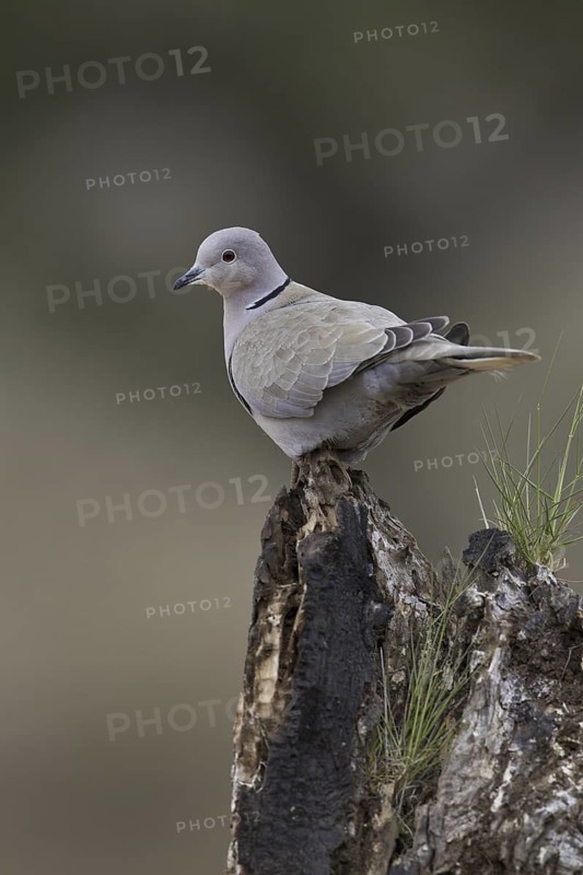 Eurasian Collared Dove (Streptopelia decaocto), Portugal