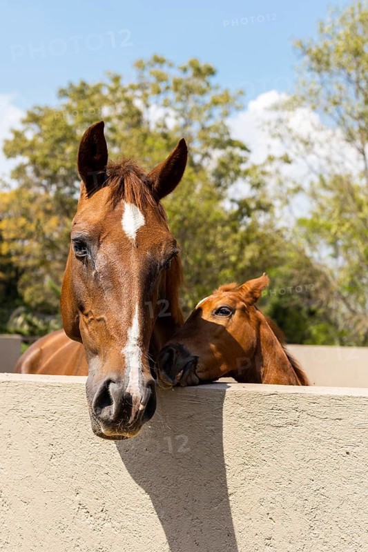 A young foal nuzzling its mother over a paddock fence, bathed in sunlight with lush greenery in the background, capturing a tender moment in a serene rural setting