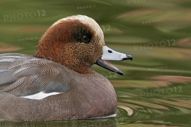 Hybrid: Eurasian Wigeon x American Wigeon (Mareca penelope x Mareca americana) male, California, USA