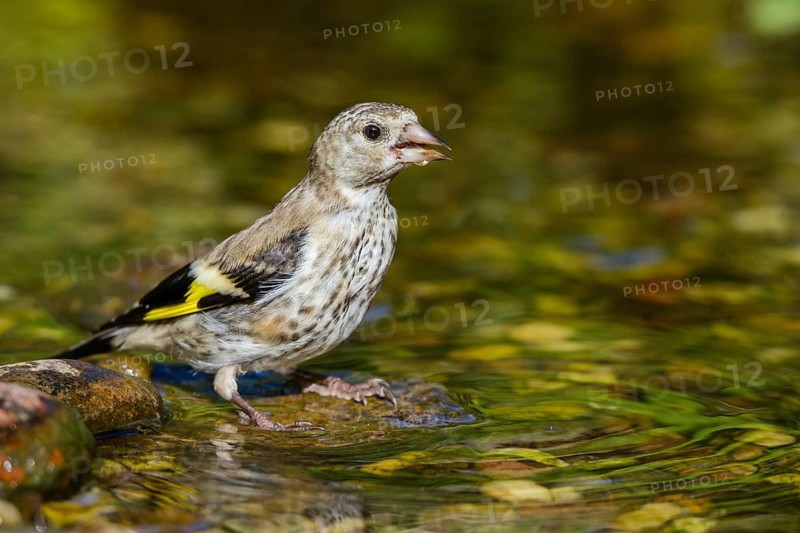 Stieglitz Jungvogel trinkt