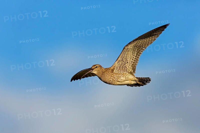 Whimbrel, Animals, Birds, (Numenius phaeopus), Aerial view, lateral, Norðurþing, Húsavík, Iceland