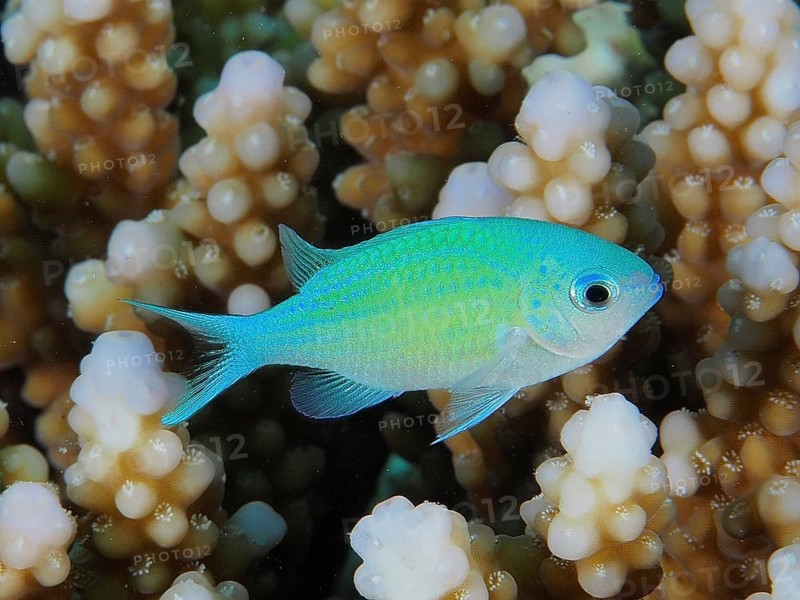 Green Chromis (Chromis viridis)
