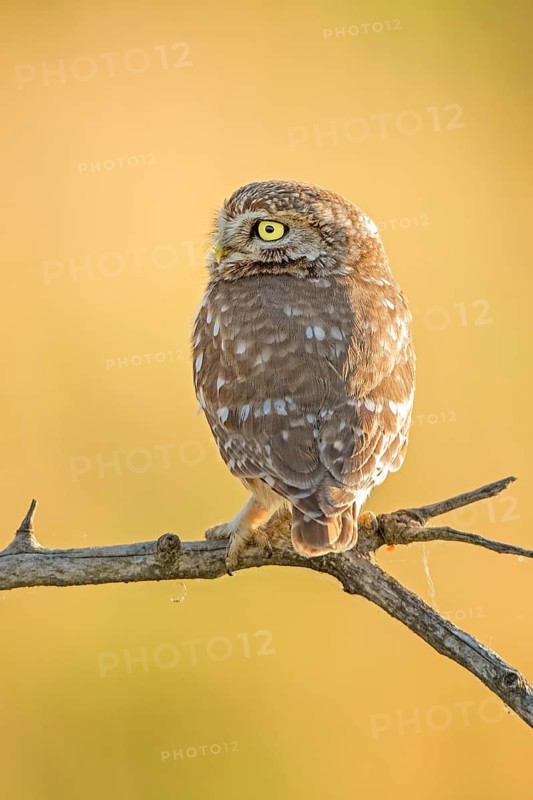 Little Owl (Athene noctua) perched on a branch, Hungary