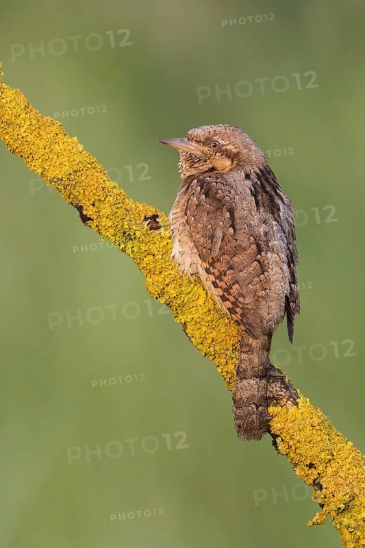 Eurasian Wryneck (Jynx torquilla) perched on a lichen branch, Poland