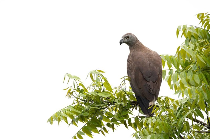 Grey-headed Fish Eagle (Icthyophaga ichthyaetus) perched on a leafy treetop, Sreepur, Gazipur, Bangladesh