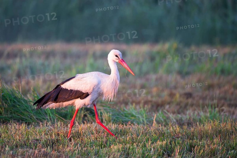 White Stork (Ciconia ciconia) foraging, Mecklenburg-Western Pomerania, Germany
