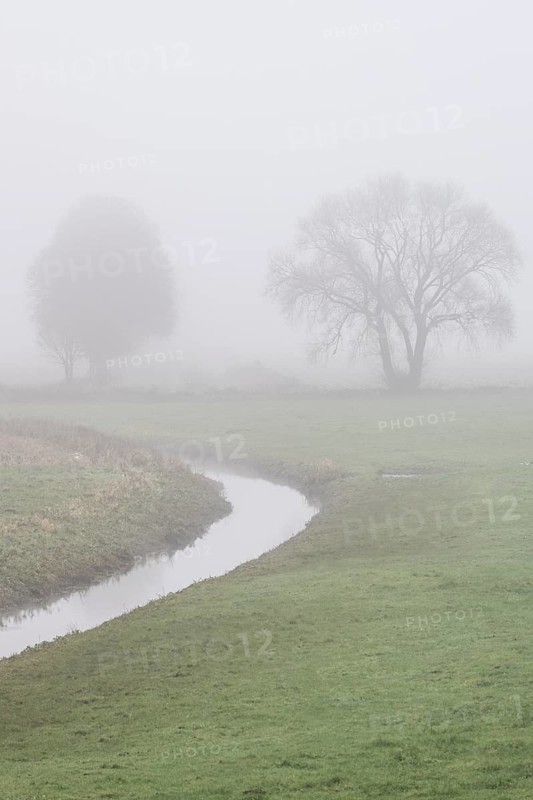 Trees, sycamore maple (Acer pseudoplatanus) and oak (Quercus robur) in the fog by a stream, Emsland, Lower Saxony, Germany