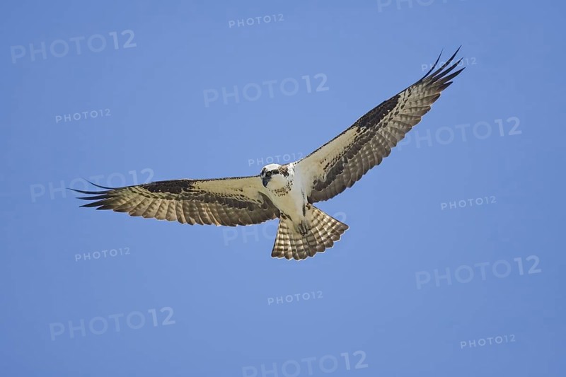 Osprey Pandion haliaetus San Blas, Nayarit, Mexico 28 March Adult ACCIPITRIDAE