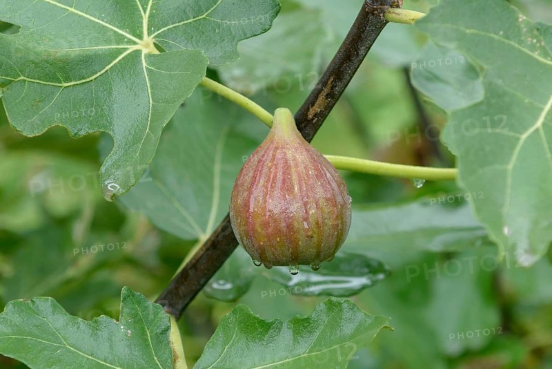 Common fig (Ficus carica 'Goldfeige'),  Austria