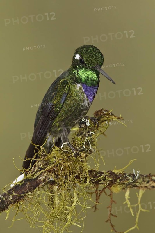 Purple-bibbed Whitetip (Urosticte benjamini), Ecuador