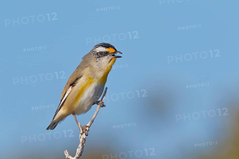 Striated Pardalote (Pardalotus striatus) singing, perched on a branch, South Australia, Australia