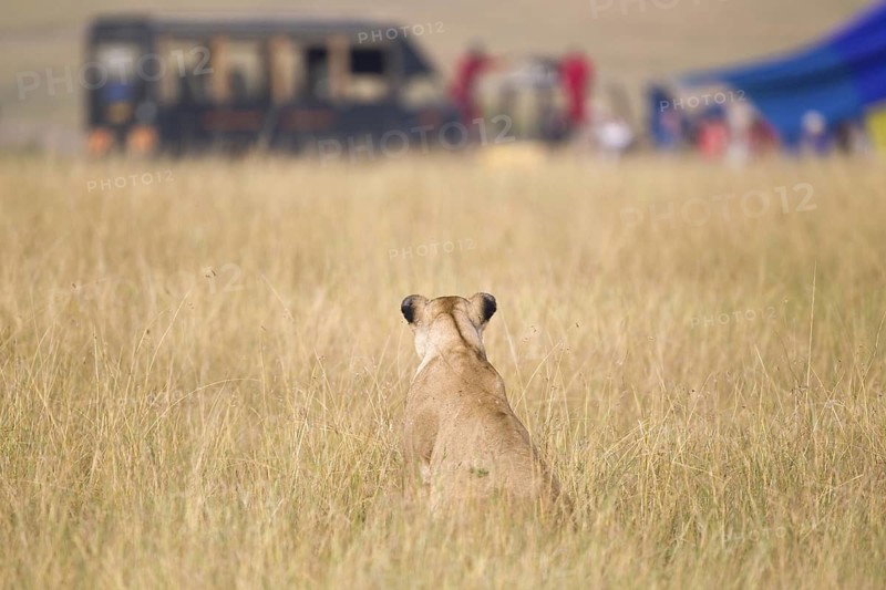 African Lion (Panthera leo) adult female alone in grassland looking at Safari campsite, Masai Mara, Kenya