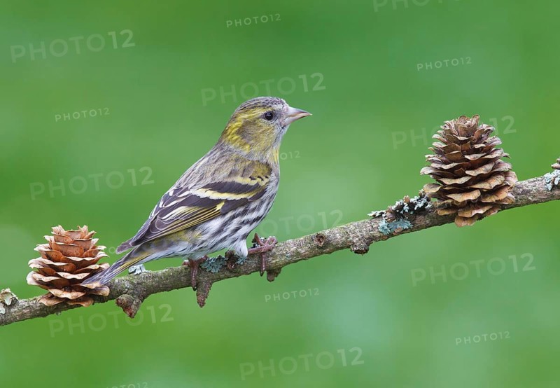 Carduelis spinus