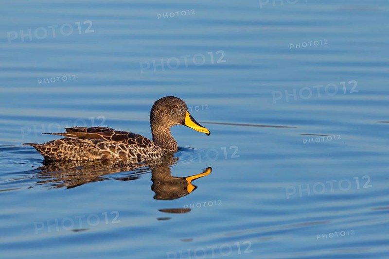 Yellow-billed Duck, (Anas undulata) . Animals, Birds, Ducks, Ducks, False Bay Nature Reserve Stran, Cape Town, Western Cape, South Africa