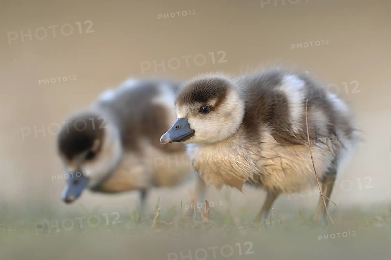 Egyptian Goose (Alopochen aegyptiaca) juvenile, North Rhine-Westphalia, Germany