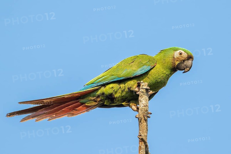 Chestnut-fronted Macaw (Ara severus) perched on a branch, Bolivia