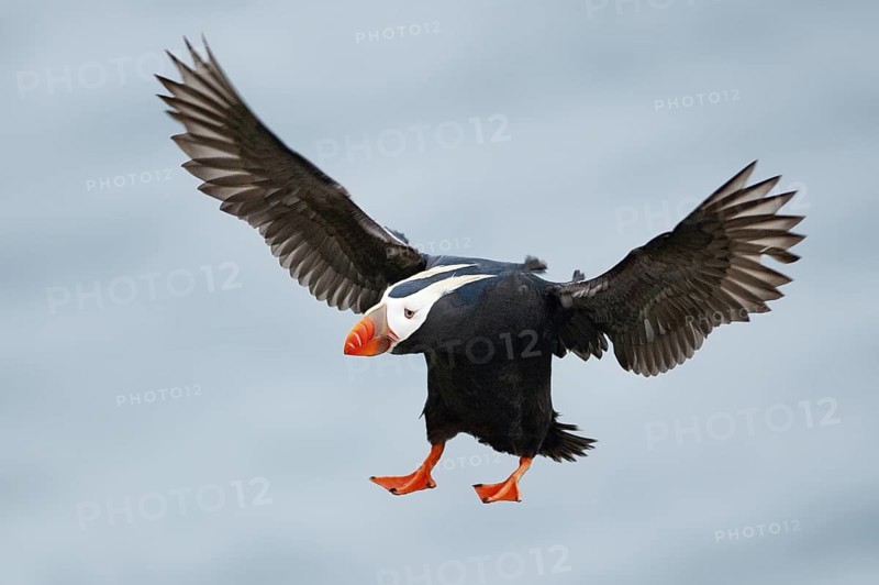 Tufted Puffin (Fratercula cirrhata), Alaska, USA
