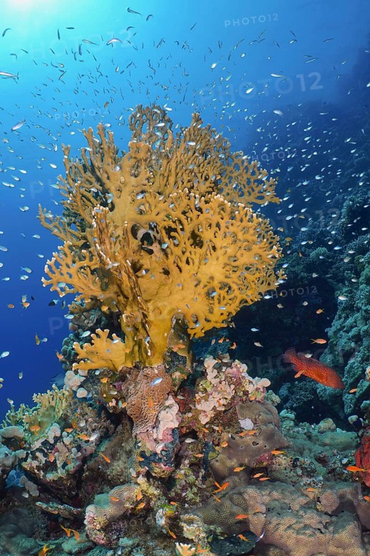 Lattice fire coral (Millepora dichotoma)