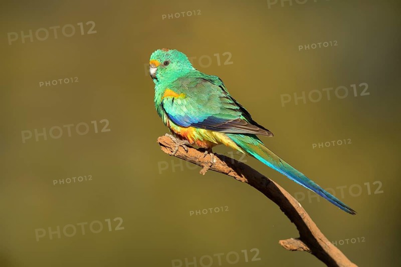 Mulga Parrot (Psephotellus varius) male perched on a branch, Queensland, Australia