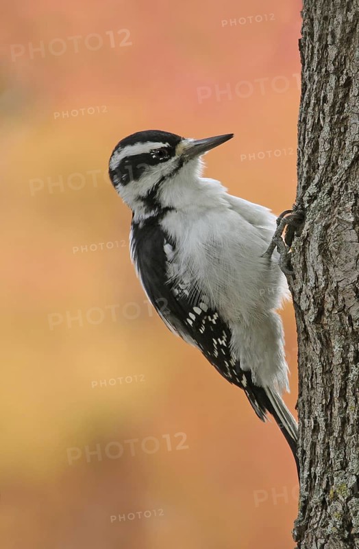 Hairy Woodpecker (Leuconotopicus villosus) female, Saskatchewan, Canada