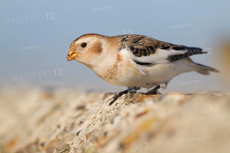Snow Bunting - Schneeammer - Plectrophenax nivalis ssp. nivalis, Germany