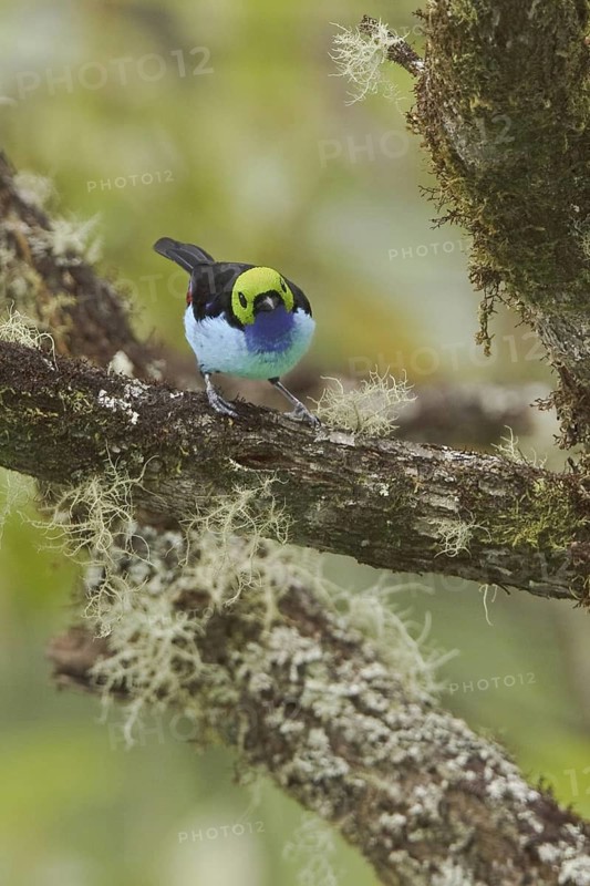 Paradise Tanager (Tangara chilensis), Ecuador