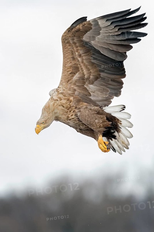 White-tailed Eagle (Haliaeetus albicilla) landing, Poland