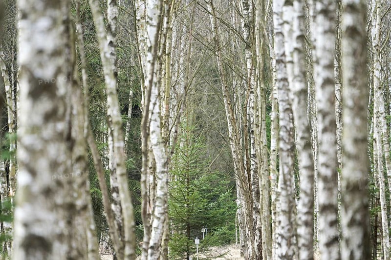 Birch forest as a natural burial grave site, Hofgeismar, Weser Uplands, Weserbergland, Hesse, Germany