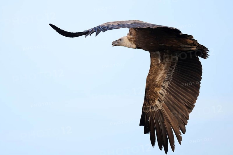 A Griffon Vulture soars elegantly over Alicante, Spain, displaying its large wingspan and powerful presence against a clear sky, embodying the freedom and natural beauty of wildlife