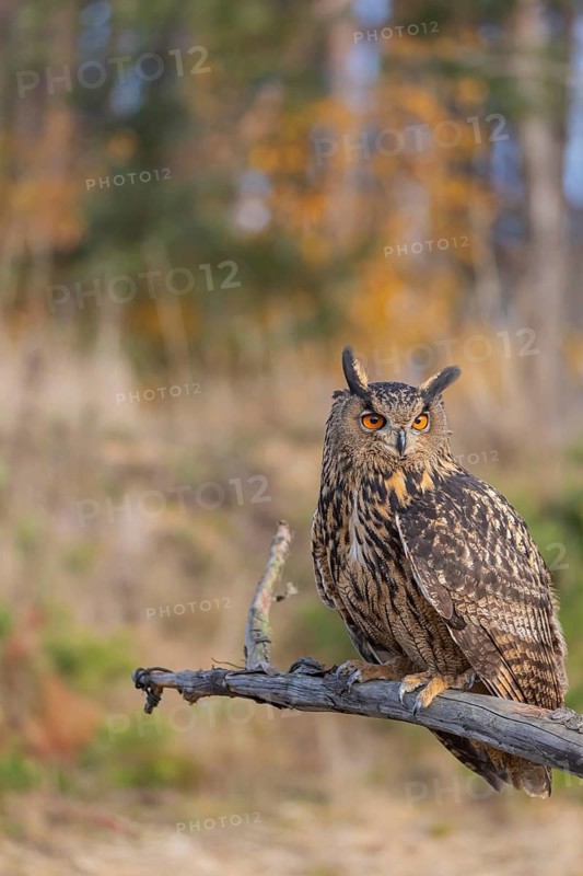 One Eurasian Eagle Owl, Bubo bubo, sitting on a root of a dead tree. A forest in fall foliage in the background