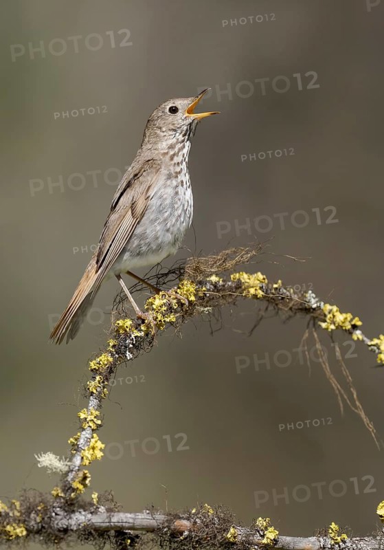 Hermit Thrush (Catharus guttatus) singing, California, USA