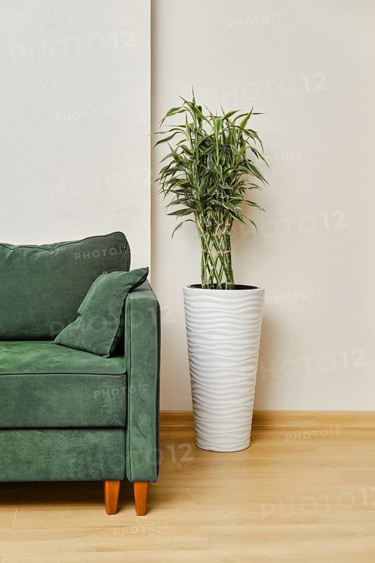 A corner of a living room shows a tall green plant in a white pot beside a dark blue couch. The couch has a cushion and the floor is light colored. The wall is simple and plain, creating a cozy look