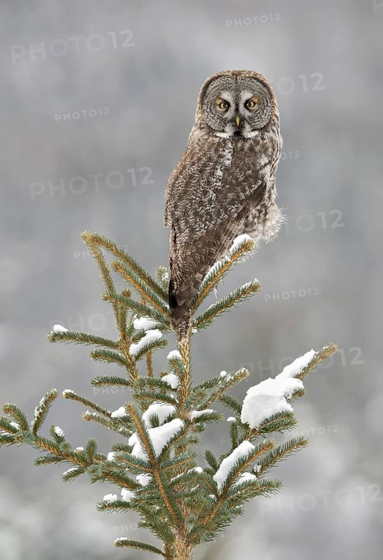 Great Grey Owl (Strix nebulosa), Alaska, USA