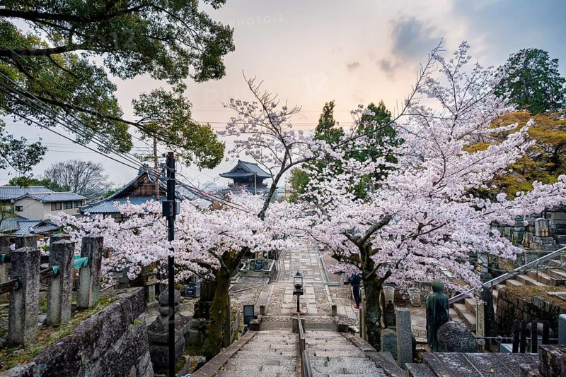 Cemetery and cherry blossom at sunset, Konkai-Komyoji Temple, Kurodanicho, Kyoto, Japan