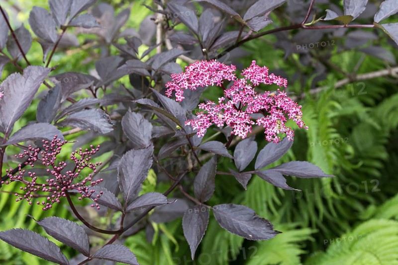 Red-leaved elderberry (Sambucus nigra BLACK BEAUTY), Botanic Garden, Sweden