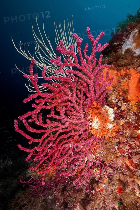 Violescent sea-whip (Paramuricea clavata) in a living reef, dive site Peninsula Giens, Mediterranean Sea, Porquerolles, Provence, Côte d'Azur, France