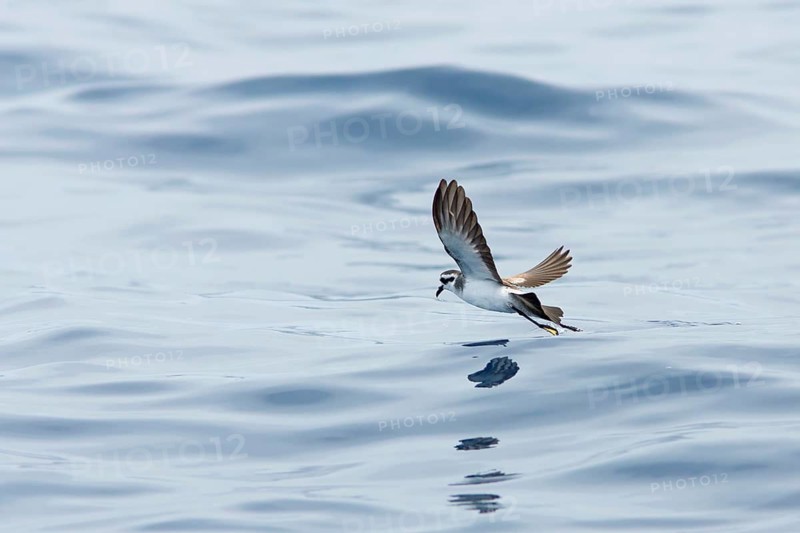 White-faced Storm Petrel (Pelagodroma marina) flying, Victoria, Australia