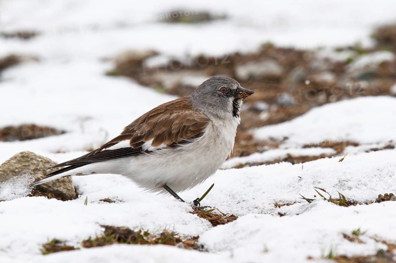 Snowfinch (Montifringilla nivalis) male, Tyrol, Austria