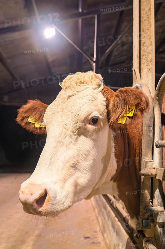 Close-up of a brown and white cow in a barn under lighting, Haselstaller Hof, Gechingen, Calw district, Hecken and Gäu region, Germany