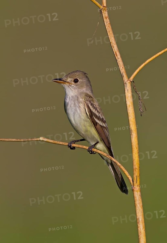 Willow Flycatcher (Empidonax traillii), Ohio, USA