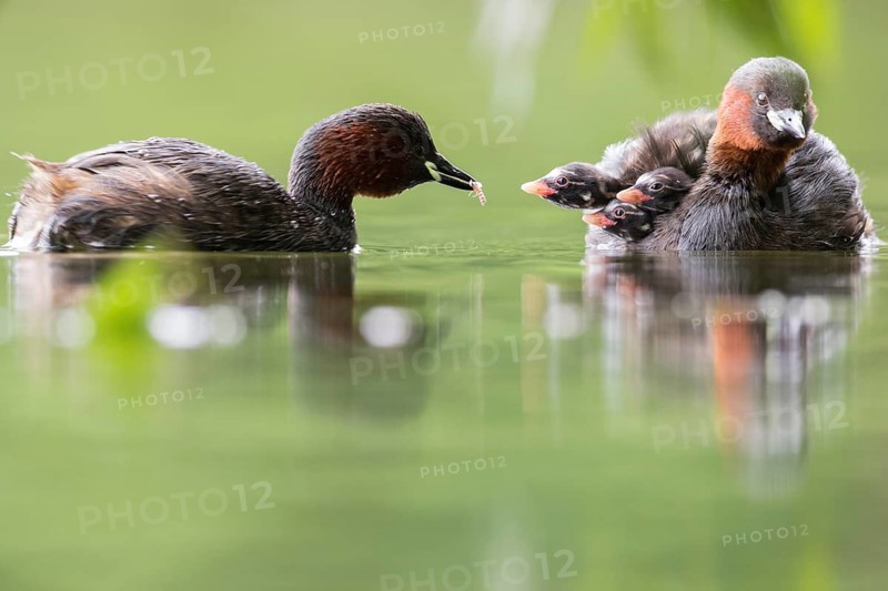 Little Grebe (Tachybaptus ruficollis) pair with chicks, Hesse, Germany