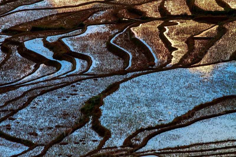 Celestial Stairs — The Yuanyang Rice Terraces in Yunnan, China, carved by the Hani people over 1, 300?years, form a UNESCO-listed landscape covering about 16, 603?hectares (166?km²), stretching from roughly 140?m to 2, 940?m in elevation, with over 3, 000 terraced steps in the main scenic areas, where water, light, and tradition exist in perfect harmony between humans and nature