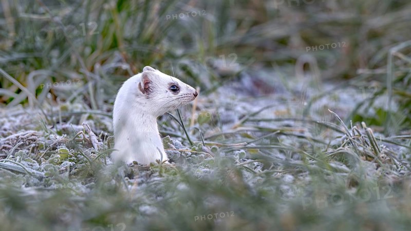 Ermine (Mustela erminea), in winter fur, Münster, Tyrol, Austria