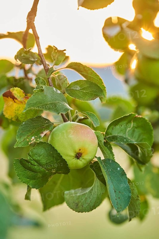 Apple (malus) fruits hanging on a tree at sunrise, Upper Palatinate, Bavaria, Germany