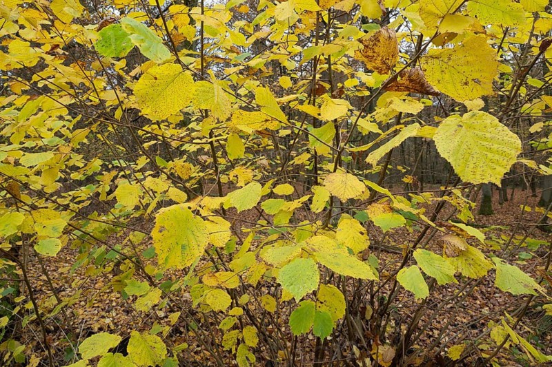 Common hazel (Corylus avellana), leaves turning yellow in autumn, Lower Saxony, Germany