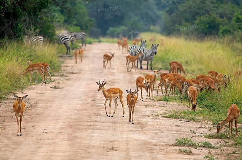 Impalas (Aepyceros) on a sandy track, also zebras in the background, Akagera National Park or Kagera National Park, Eastern Province, Rwanda