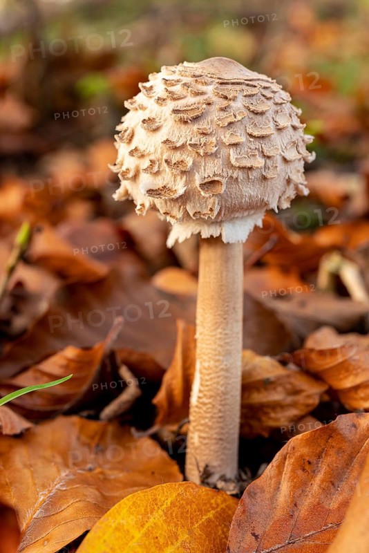 An umbrella mushroom (Macrolepiota procera) standing among brown autumn leaves, Weserbergland, Lower Saxony, Germany