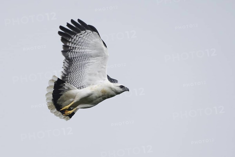 White Hawk (Pseudastur albicollis) flying, Napo, Ecuador
