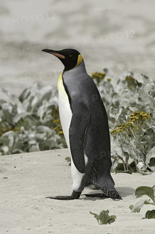 King Penguin (Aptenodytes patagonicus), Falkland Islands